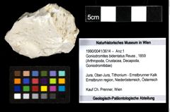 Foto (Objekt + Etiketten) von Goniodromites bidentatus (Reuss, 1859) 